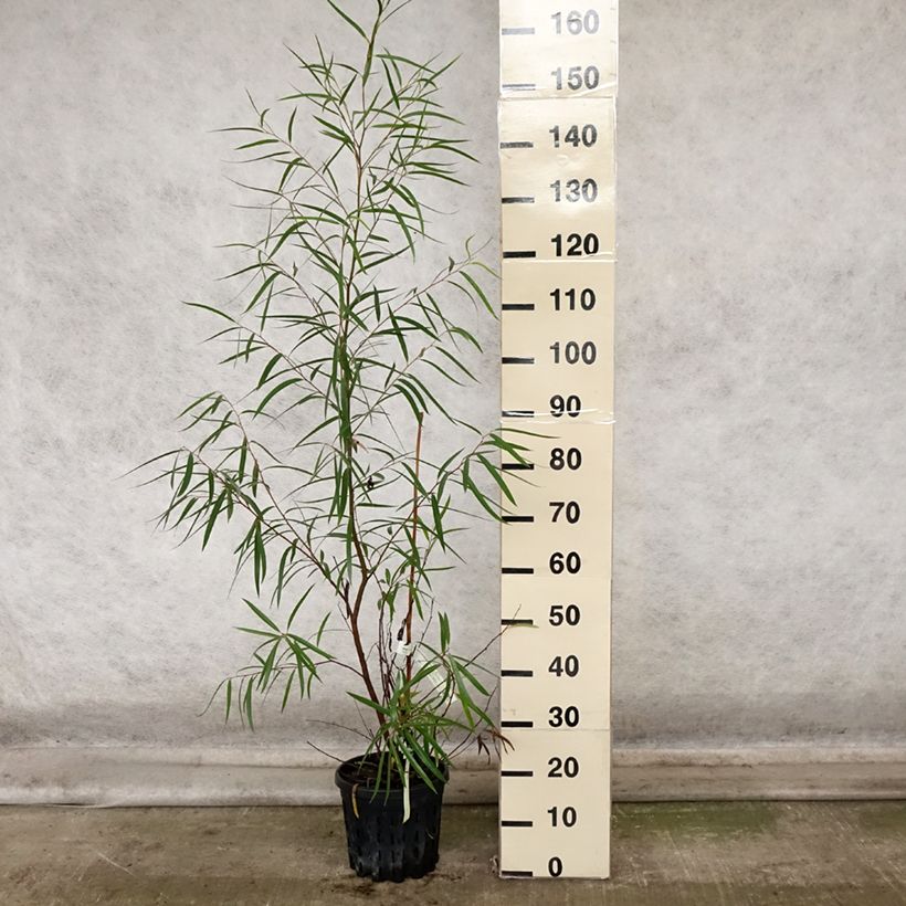 Esimerkki syksyllä toimitetusta Hopeaeukalyptus - Eucalyptus approximans 4 litran/5 litran ruukku-taimesta