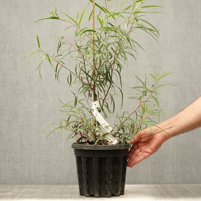 Esimerkki kesällä toimitetusta Hopeaeukalyptus - Eucalyptus approximans 4 litran/5 litran ruukku-taimesta
