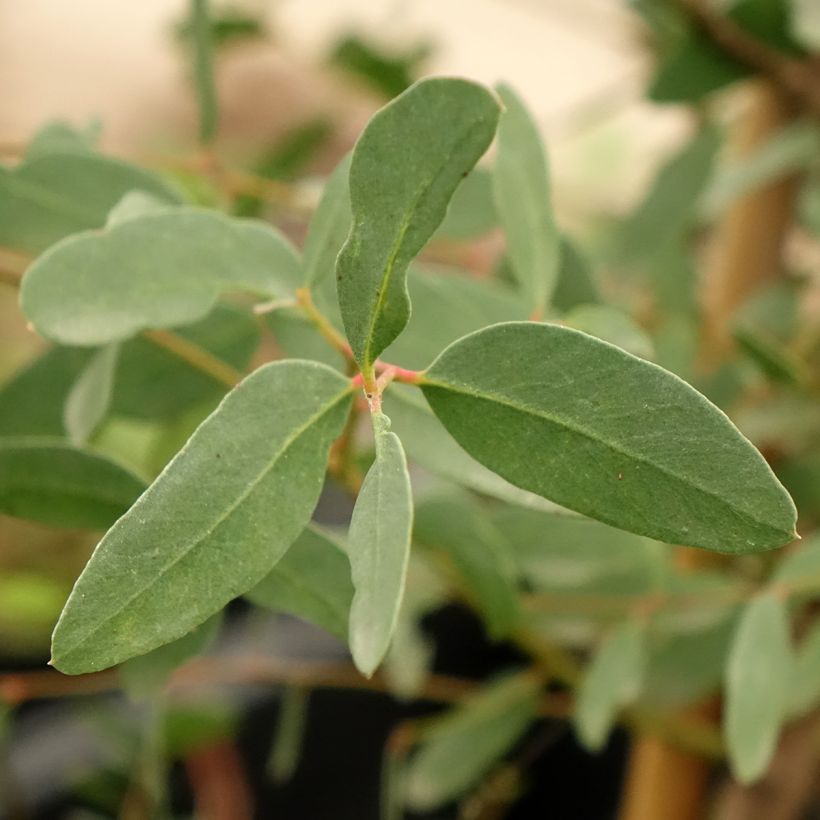 Hopeaeukalyptus - Eucalyptus archeri (Lehvistö)