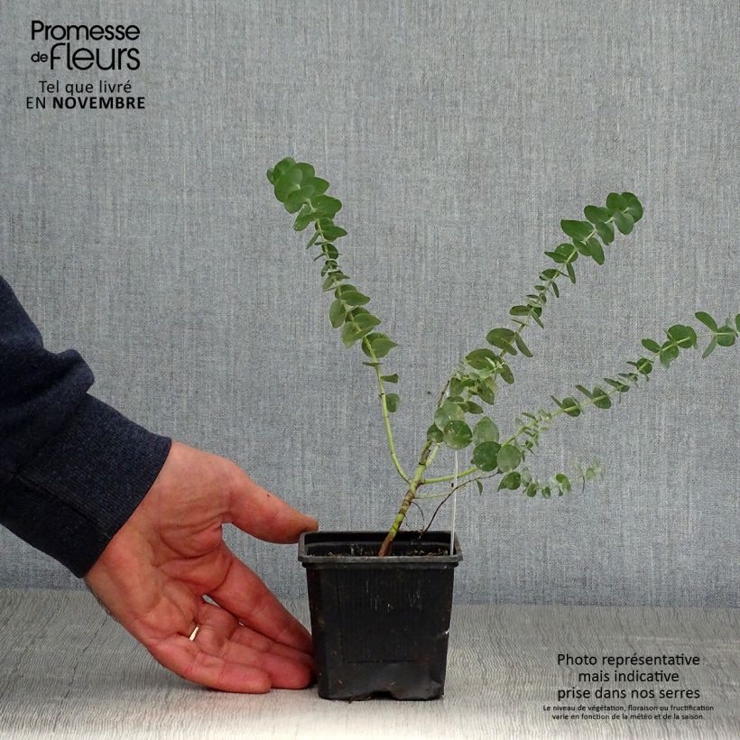 Esimerkki syksyllä toimitetusta Eukalyptus Baby Blue 8/9 cm taimiruukku-taimesta
