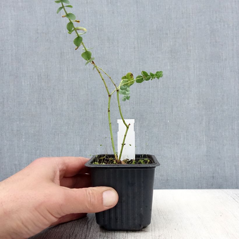Esimerkki keväällä toimitetusta Eukalyptus Baby Blue Taimiruukku 8/9 cm-taimesta