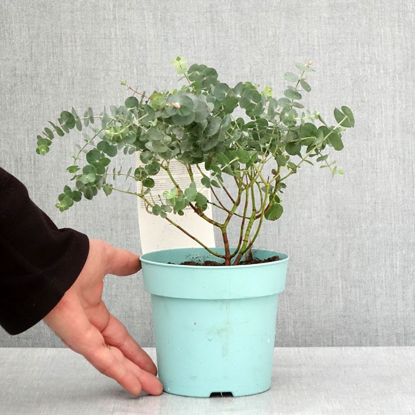 Esimerkki talvella toimitetusta Eukalyptus Baby Blue 1 litran / 1,5 litran ruukku-taimesta
