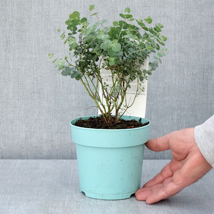 Esimerkki keväällä toimitetusta Eukalyptus Baby Blue Ruukku 1L / 1,5L-taimesta