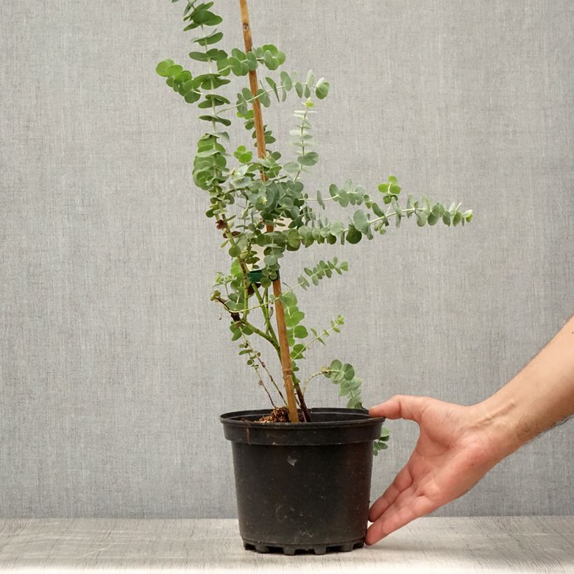 Esimerkki kesällä toimitetusta Eukalyptus Baby Blue Ruukku 2L / 3L-taimesta
