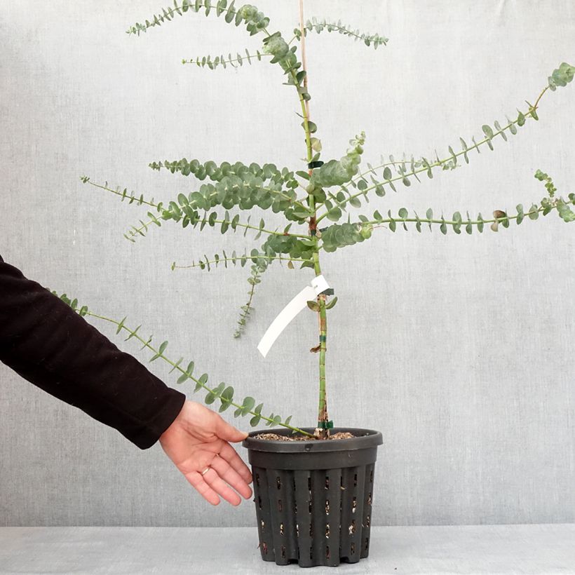 Esimerkki talvella toimitetusta Eukalyptus Baby Blue 4 litran/5 litran ruukku-taimesta