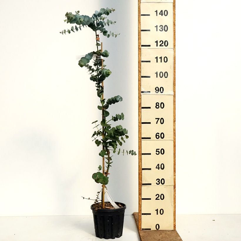Esimerkki keväällä toimitetusta Eukalyptus Baby Blue Ruukku 4L / 5L-taimesta