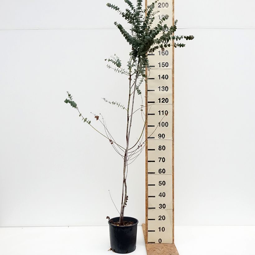 Esimerkki syksyllä toimitetusta Eukalyptus Baby Blue 7,5 litran / 10 litran ruukku-taimesta