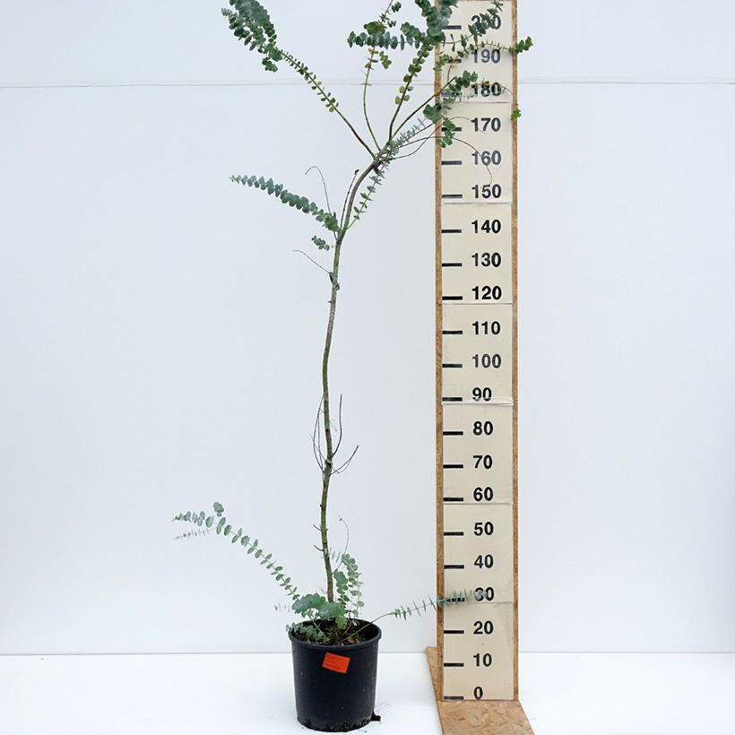 Esimerkki kesällä toimitetusta Eukalyptus Baby Blue Ruukku 7,5L / 10L-taimesta