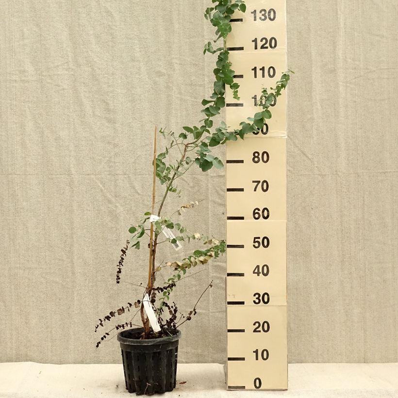 Esimerkki syksyllä toimitetusta Hopeaeukalyptus - Eucalyptus bridgesiana 4 litran/5 litran ruukku-taimesta