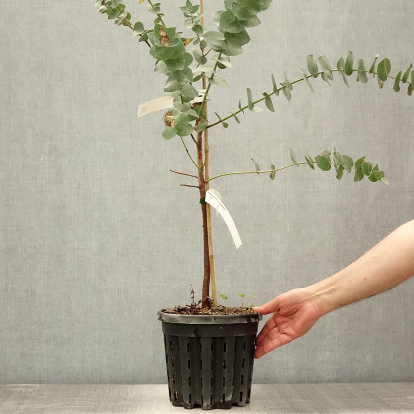 Esimerkki kesällä toimitetusta Hopeaeukalyptus - Eucalyptus bridgesiana 4 litran/5 litran ruukku-taimesta