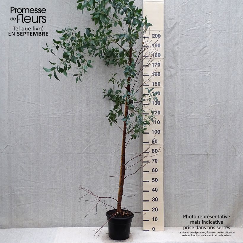 Esimerkki syksyllä toimitetusta Punaeukalyptus Rostrata 7,5 litran / 10 litran ruukku-taimesta