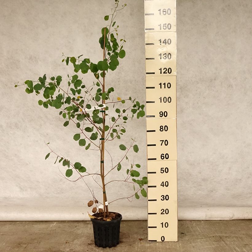 Esimerkki kesällä toimitetusta Eucalyptus camphora subsp camphora - Gommier des marais Pot de 4L/5L, Pot anti-chignon-taimesta