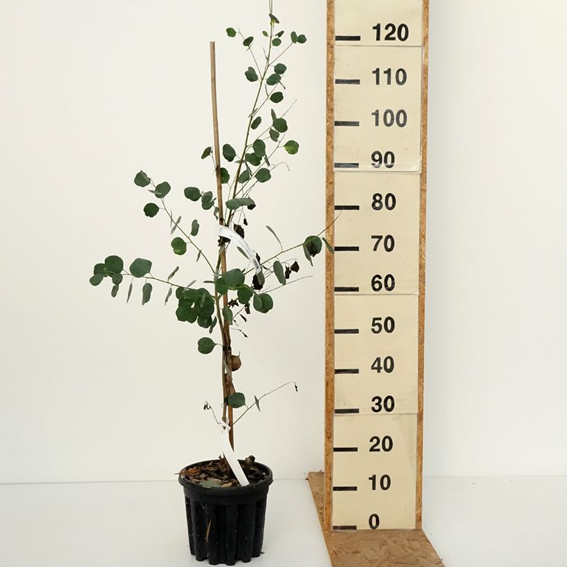 Esimerkki syksyllä toimitetusta Hopeaeukalyptus - Eucalyptus camphora subsp camphora 4 litran/5 litran ruukku-taimesta