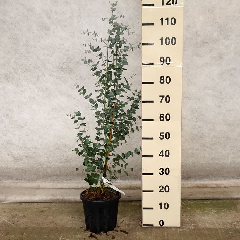Esimerkki syksyllä toimitetusta Hopeaeukalyptus - Eucalyptus camphora subsp humeana 4 litran/5 litran ruukku-taimesta