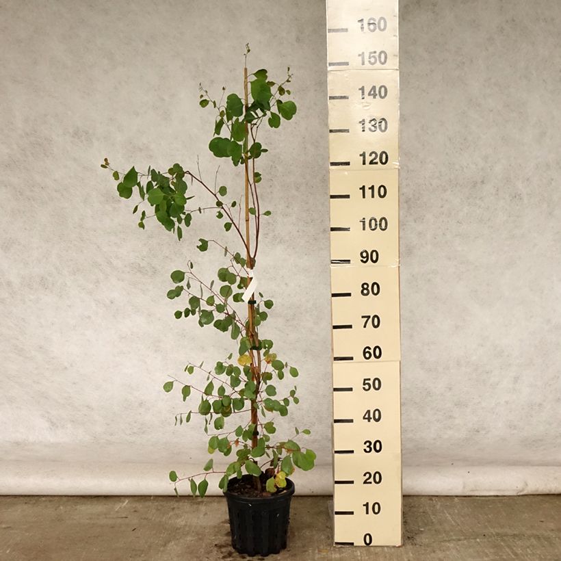 Esimerkki kesällä toimitetusta Hopeaeukalyptus - Eucalyptus camphora subsp humeana 4 litran/5 litran ruukku-taimesta