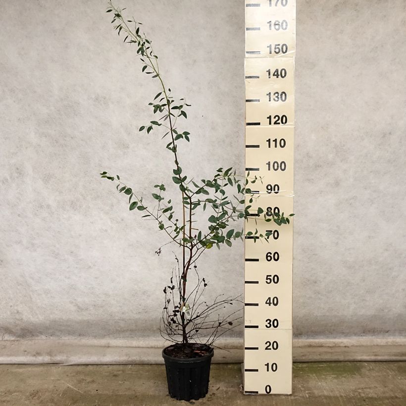Esimerkki syksyllä toimitetusta Hopeaeukalyptus Mt Field 4 litran/5 litran ruukku-taimesta