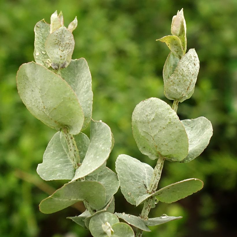 Hopeaeukalyptus - Eucalyptus cordata subsp quadrangulosa (Lehvistö)