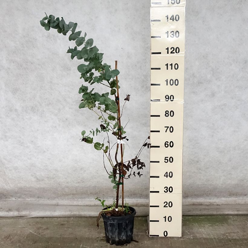 Esimerkki syksyllä toimitetusta Hopeaeukalyptus - Eucalyptus cordata subsp quadrangulosa 4 litran/5 litran ruukku-taimesta