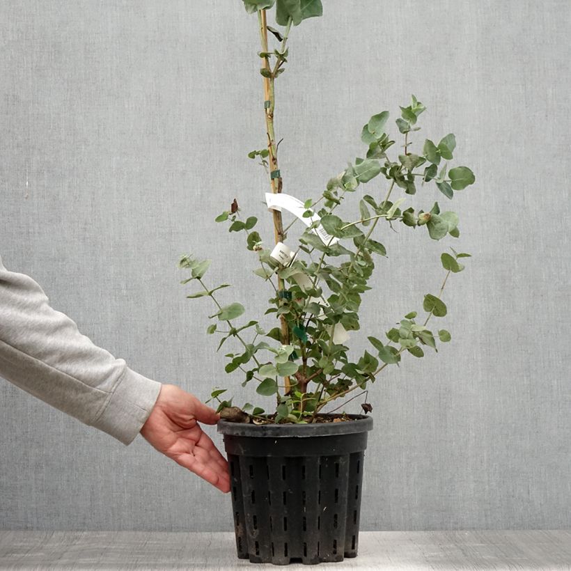 Esimerkki kesällä toimitetusta Hopeaeukalyptus - Eucalyptus cordata subsp quadrangulosa 4 litran/5 litran ruukku-taimesta