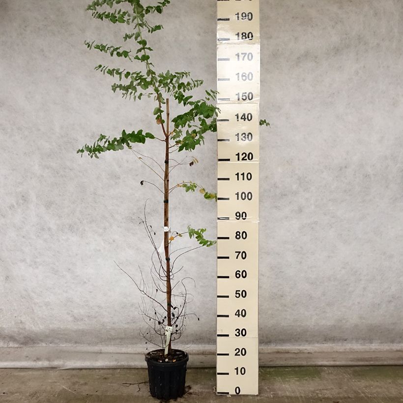 Esimerkki syksyllä toimitetusta Hopeaeukalyptus - Eucalyptus crenulata 4 litran/5 litran ruukku-taimesta