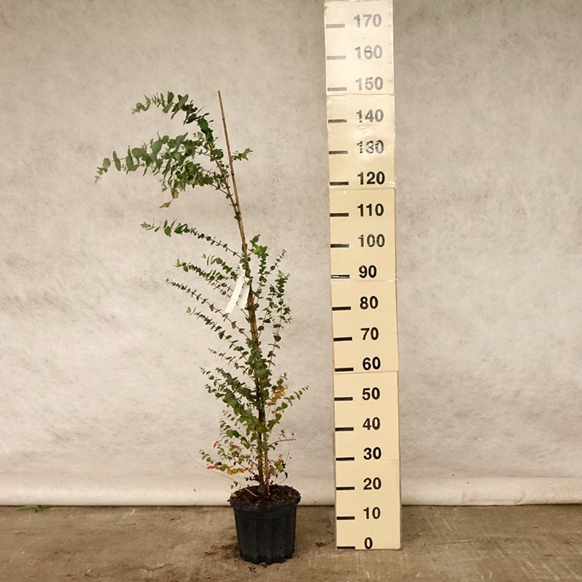 Esimerkki kesällä toimitetusta Hopeaeukalyptus - Eucalyptus crenulata 4 litran/5 litran ruukku-taimesta