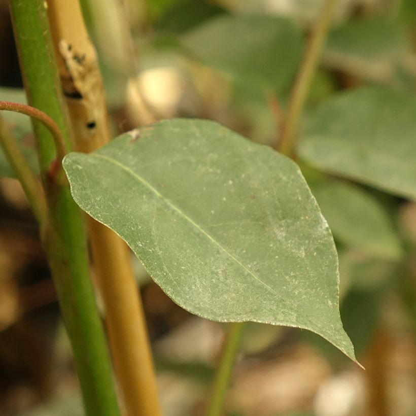 Hopeaeukalyptus - Eucalyptus deanei (Lehvistö)