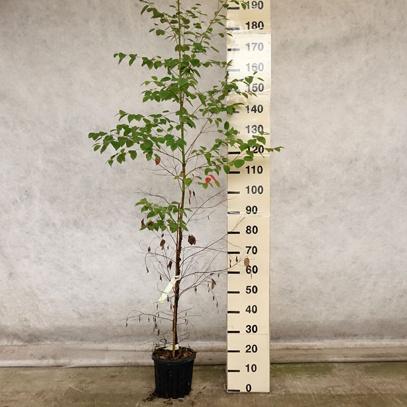 Esimerkki syksyllä toimitetusta Hopeaeukalyptus - Eucalyptus deanei 4 litran/5 litran ruukku-taimesta