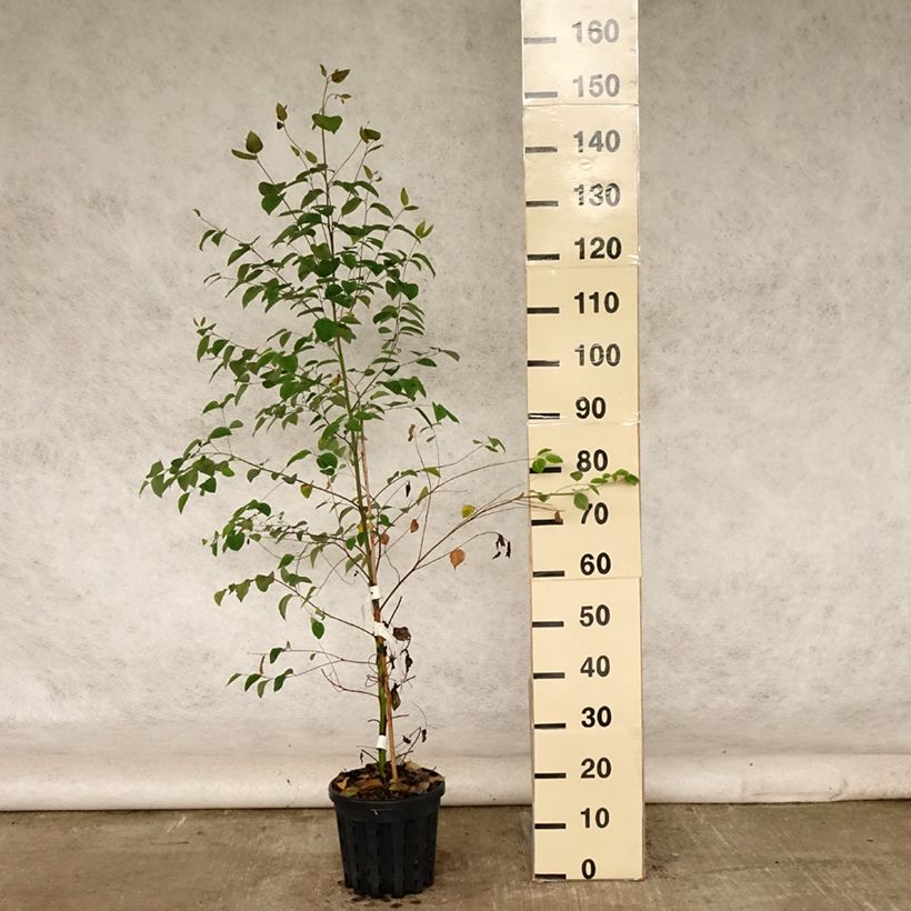 Esimerkki kesällä toimitetusta Hopeaeukalyptus - Eucalyptus deanei 4 litran/5 litran ruukku-taimesta