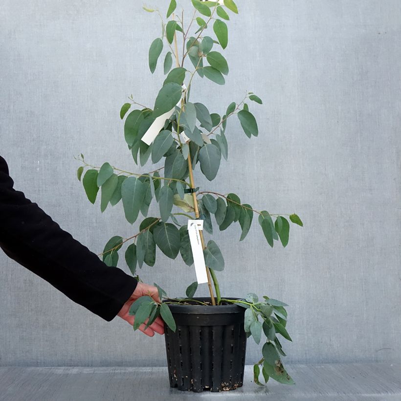 Esimerkki syksyllä toimitetusta Hopeaeukalyptus - Eucalyptus delegatensis subsp. tasmaniensi 4 litran/5 litran ruukku-taimesta