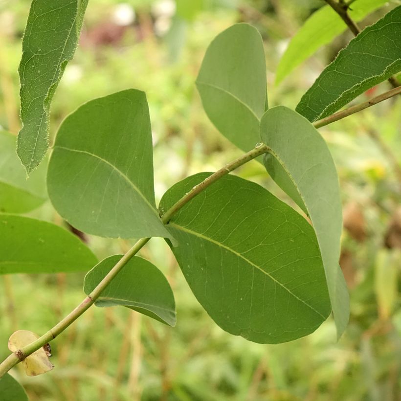 Hopeaeukalyptus - Eucalyptus elliptica (Lehvistö)