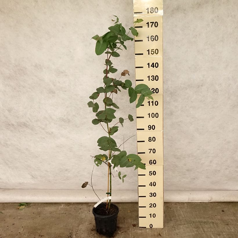 Esimerkki kesällä toimitetusta Hopeaeukalyptus - Eucalyptus elliptica 4 litran/5 litran ruukku-taimesta