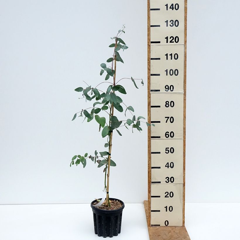 Esimerkki syksyllä toimitetusta Hopeaeukalyptus - Eucalyptus elliptica 4 litran/5 litran ruukku-taimesta