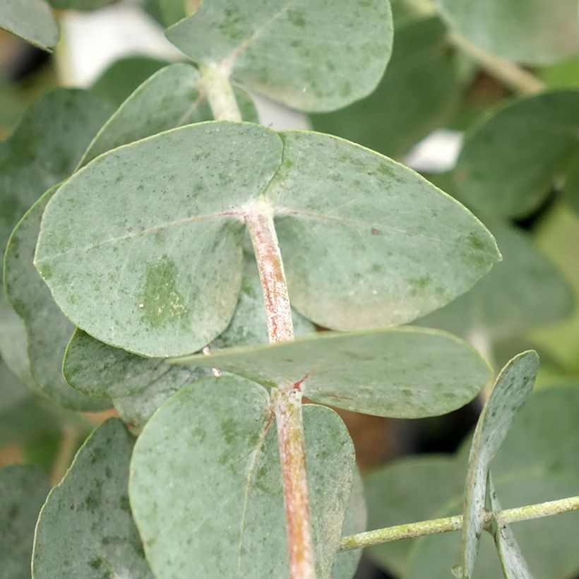 Hopeaeukalyptus Guthega (Lehvistö)
