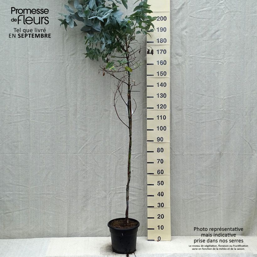 Esimerkki syksyllä toimitetusta Kuumepuu - Eucalyptus globulus 7,5 litran / 10 litran ruukku-taimesta