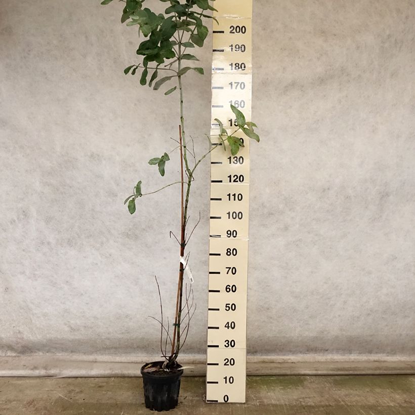 Esimerkki syksyllä toimitetusta Hopeaeukalyptus - Eucalyptus globulus subsp. bicostata 4 litran/5 litran ruukku-taimesta