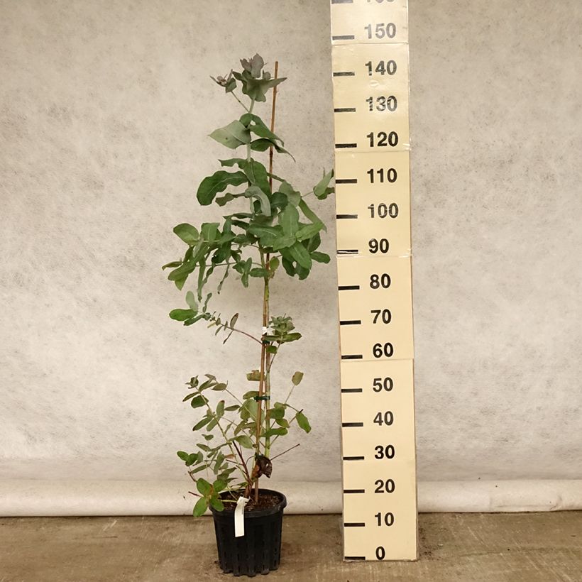 Esimerkki kesällä toimitetusta Hopeaeukalyptus - Eucalyptus globulus subsp. bicostata 4 litran/5 litran ruukku-taimesta
