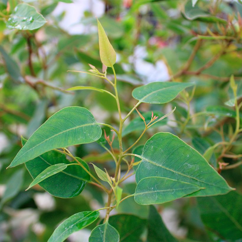 Hopeaeukalyptus Kaduri-KKL (Lehvistö)