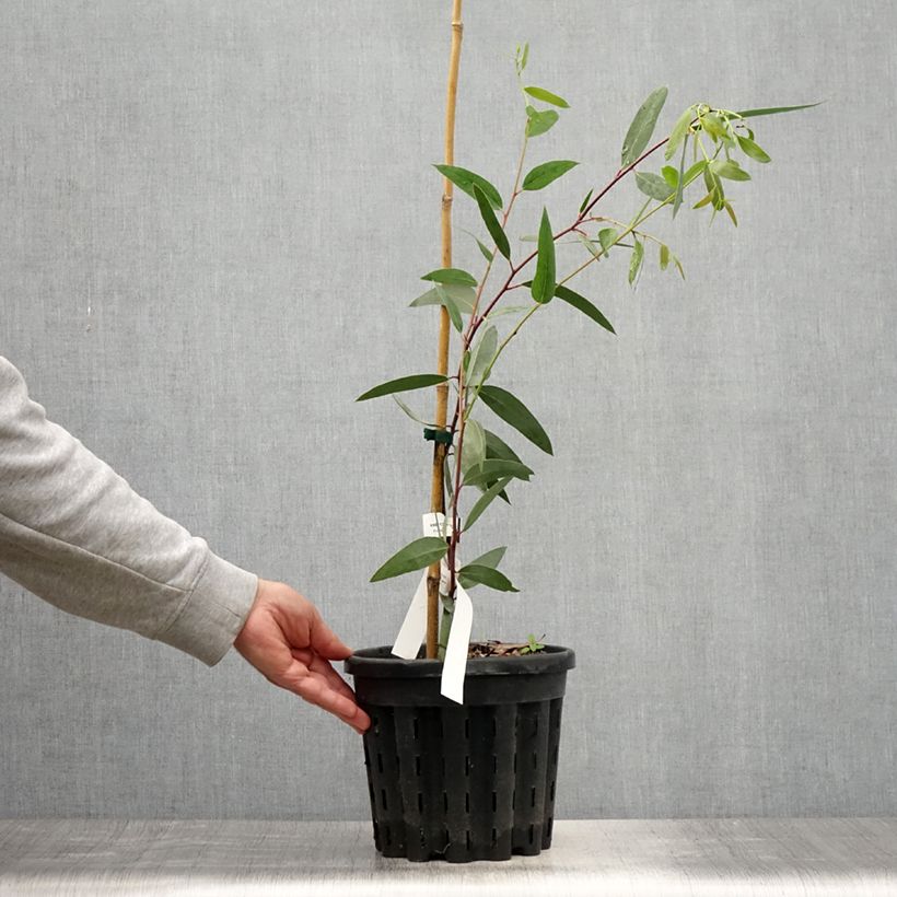 Esimerkki kesällä toimitetusta Hopeaeukalyptus - Eucalyptus gregsoniana Pot de 3L/4L-taimesta