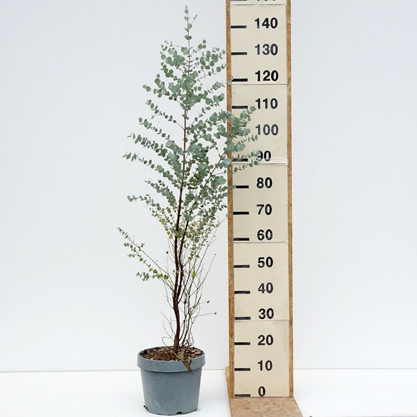 Esimerkki kesällä toimitetusta Hopeaeukalyptus Azura Cagire Ruukku 6L / 7L-taimesta