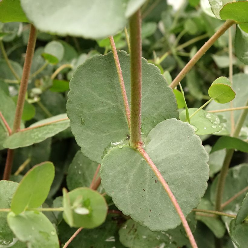 Hopeaeukalyptus Blaue Liebe (Lehvistö)
