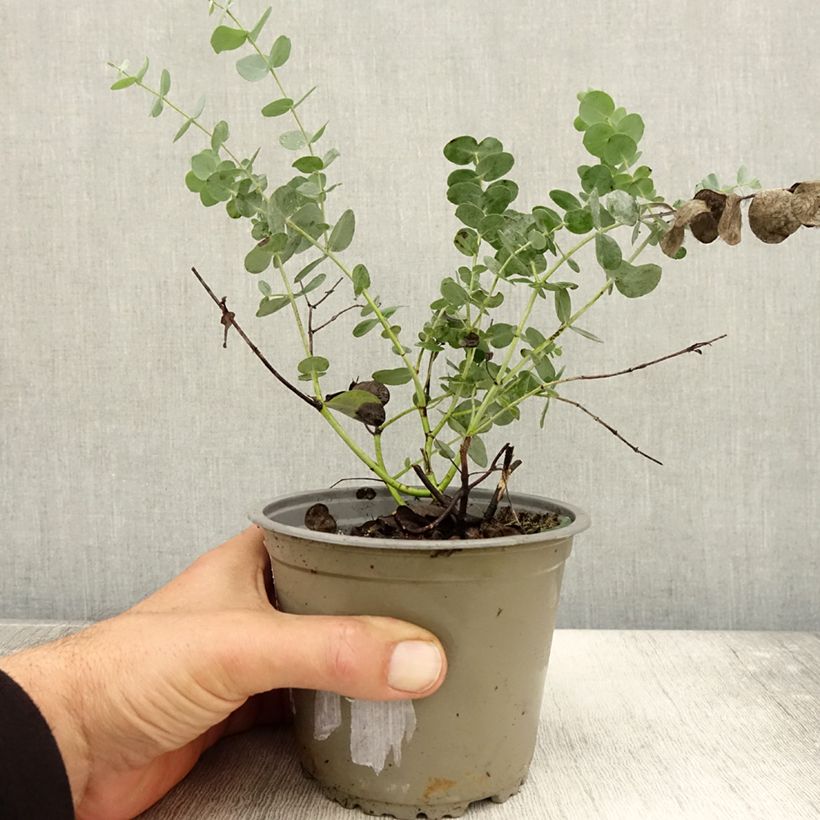 Esimerkki syksyllä toimitetusta Hopeaeukalyptus - Eucalyptus gunnii 1 litran / 1,5 litran ruukku-taimesta
