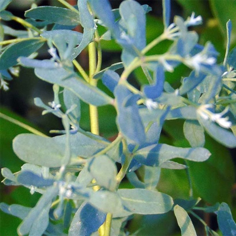 Hopeaeukalyptus France Bleu Rengun (Lehvistö)