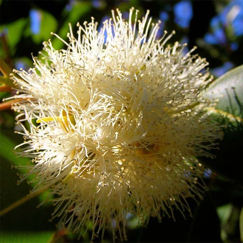 Hopeaeukalyptus France Bleu Rengun (Kukinta)