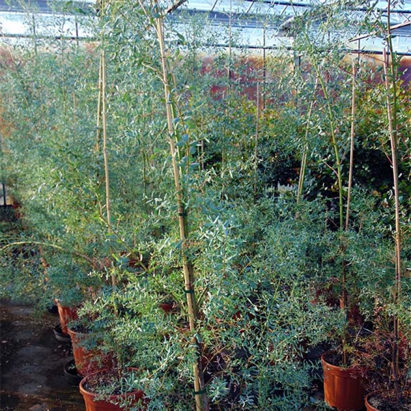 Hopeaeukalyptus France Bleu Rengun (Kasvutapa)