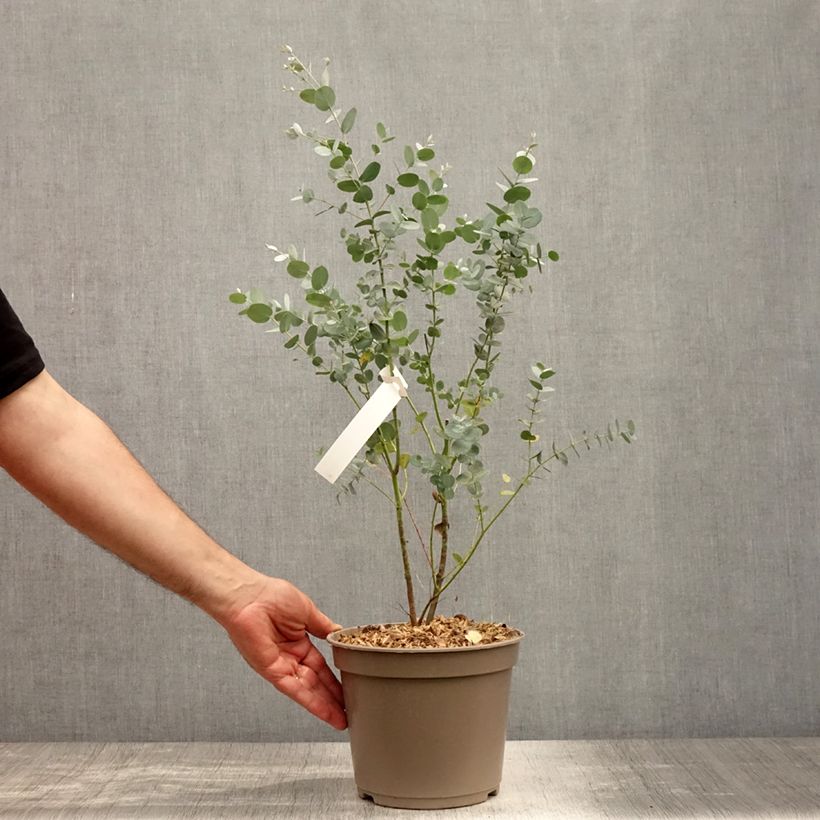 Esimerkki kesällä toimitetusta Hopeaeukalyptus Silverana Ruukku 1,5L / 2L-taimesta