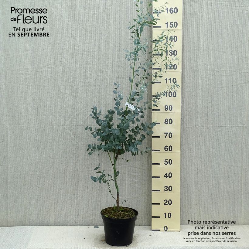 Esimerkki syksyllä toimitetusta Hopeaeukalyptus Silverana 4 litran/5 litran ruukku-taimesta