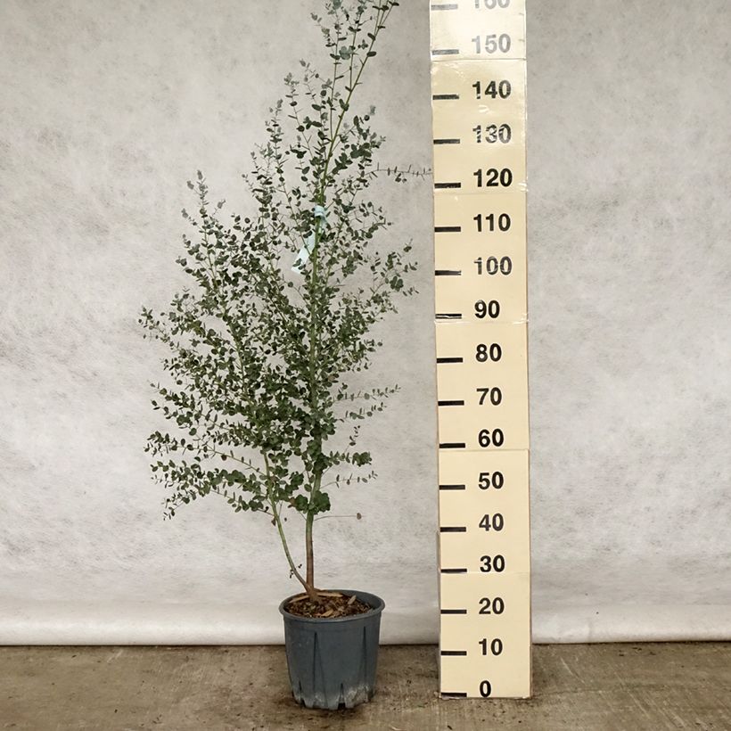 Esimerkki kesällä toimitetusta Hopeaeukalyptus Silverana Ruukku 4L / 5L-taimesta