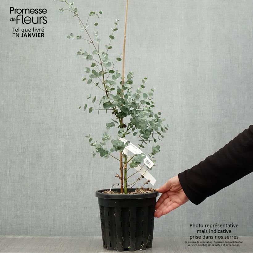 Esimerkki talvella toimitetusta Hopeaeukalyptus - Eucalyptus gunnii subsp divaricata 4 litran/5 litran ruukku-taimesta
