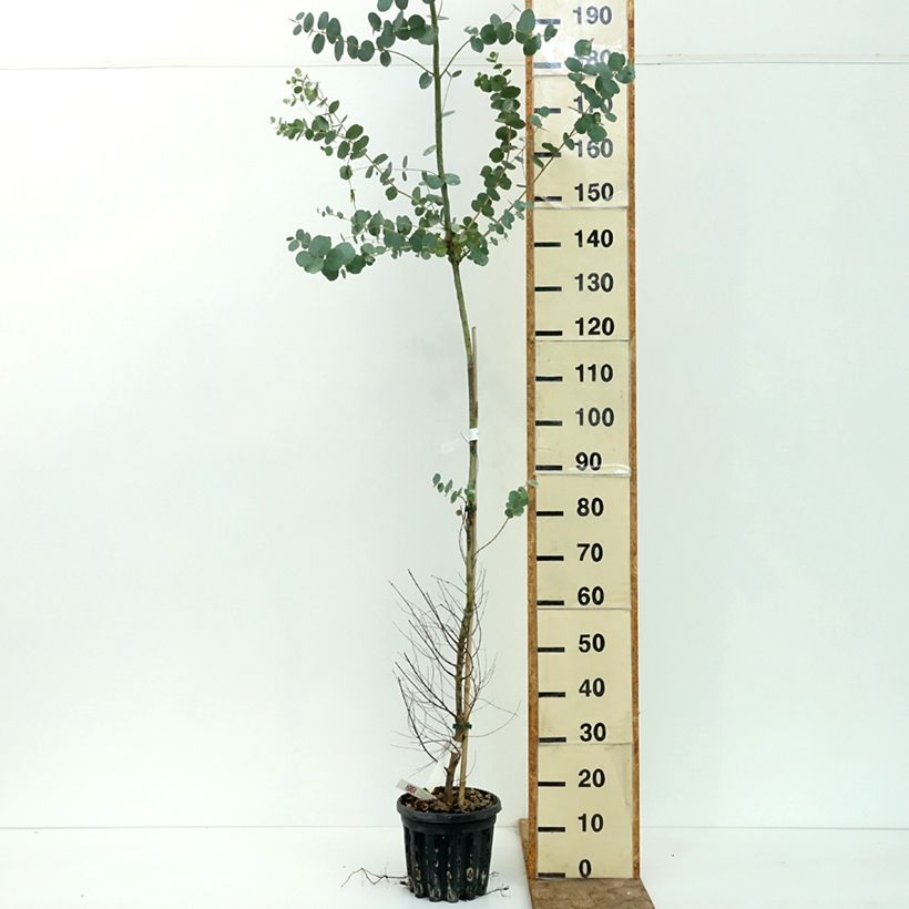 Esimerkki kesällä toimitetusta Hopeaeukalyptus - Eucalyptus gunnii subsp divaricata 4 litran/5 litran ruukku-taimesta
