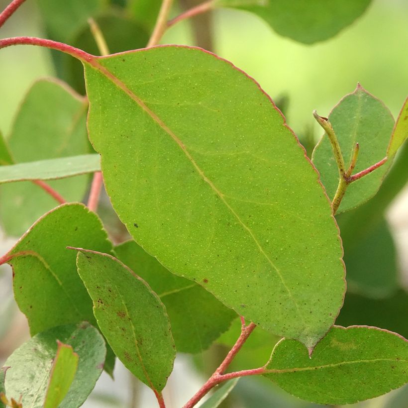 Hopeaeukalyptus - Eucalyptus johnstonii (Lehvistö)